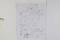 爵床、六角英藏品圖，第2張