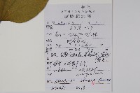 八角楓藏品圖，第2張