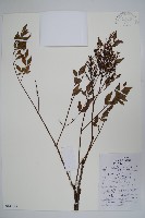 南天竹、天竹、蘭天竹藏品圖，第1張