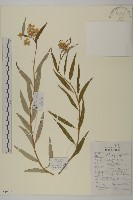 小舌紫菀藏品圖，第1張