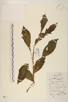 野茼蒿藏品圖，第1張