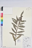 日本五月茶、南投五月茶藏品圖，第1張