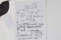 三葉五加、三加皮藏品圖，第2張