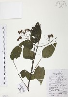 灰色木藍藏品圖，第1張