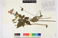 打破碗花花藏品圖，第1張