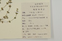 無心菜、鵝不食草藏品圖，第2張
