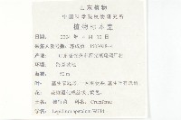 腺獨行菜藏品圖，第2張