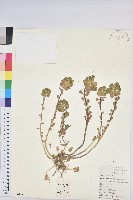 澤漆藏品圖，第1張