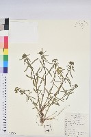 貓眼草藏品圖，第1張