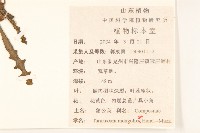 蒲公英藏品圖，第2張