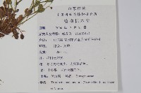 附地菜藏品圖，第2張