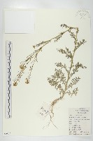 播娘蒿藏品圖，第1張