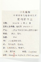 播娘蒿藏品圖，第2張