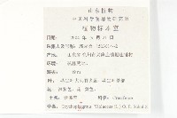 諸葛菜藏品圖，第2張