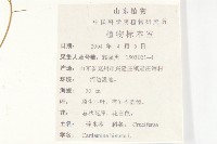 碎米薺藏品圖，第2張