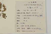 繁縷藏品圖，第2張