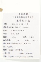 薺藏品圖，第2張