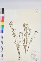 貓眼草藏品圖，第1張