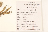 蒲公英藏品圖，第2張