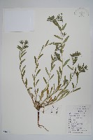 麥家公藏品圖，第1張