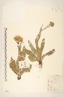 狗舌草藏品圖，第1張