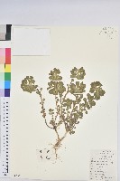 澤漆藏品圖，第1張
