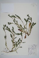 彎齒盾果草藏品圖，第1張