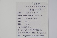 彎齒盾果草藏品圖，第2張