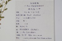 附地菜藏品圖，第2張