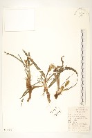 桃葉鴉蔥藏品圖，第1張