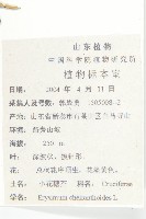 小花糖芥藏品圖，第2張