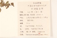 蒲公英藏品圖，第2張