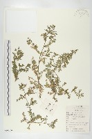 廣東葶藶藏品圖，第1張