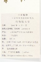 廣東葶藶藏品圖，第2張