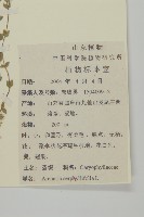 無心菜、鵝不食草藏品圖，第2張