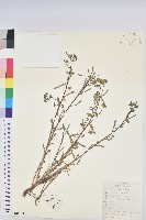 貓眼草藏品圖，第1張