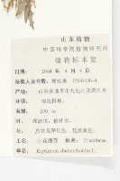 小花糖芥藏品圖，第2張