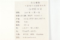 碎米薺藏品圖，第2張