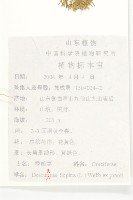 播娘蒿藏品圖，第2張