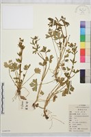 石龍芮藏品圖，第1張