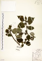 構樹藏品圖，第1張