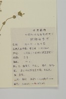 無心菜、鵝不食草藏品圖，第2張