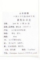 播娘蒿藏品圖，第2張