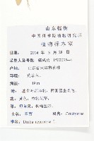 葶藶藏品圖，第2張