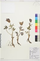 白頭翁藏品圖，第1張