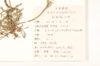 兔仔菜藏品圖，第2張