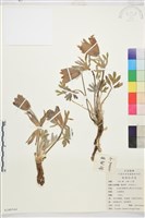 白頭翁藏品圖，第1張