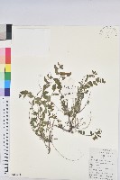 雀兒舌頭藏品圖，第1張