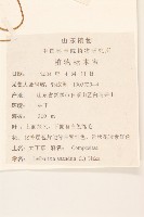 大丁草藏品圖，第2張