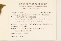 小舌菊、蔓綿菜藏品圖，第2張